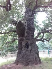 England -- Kenilworth Abbey -- 1000 year old tree: by billh, Views[446]