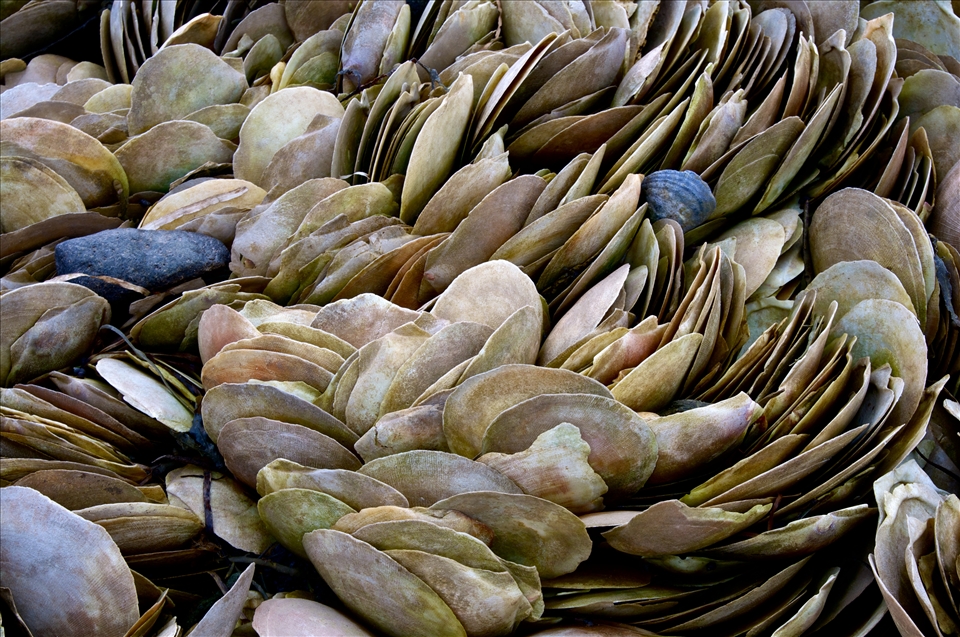 Years of oyster shells tossed in the water are arranged by the tides perfectly.