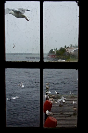 Flocks of seagulls gather around bait sheds as they smell a potential meal.
