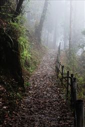 Road leading to the village through a forest: by binayakdewan, Views[371]
