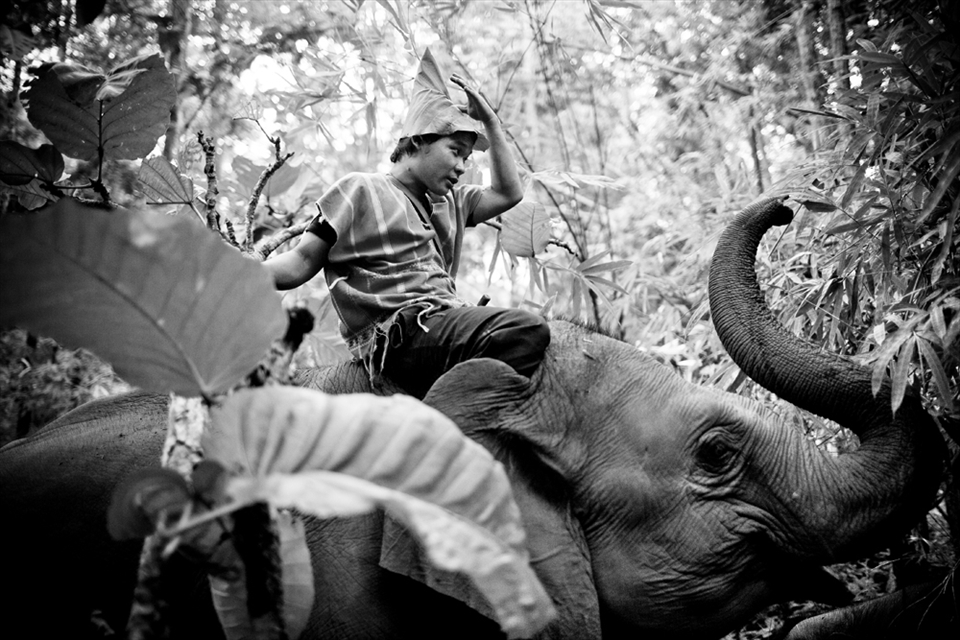 These images belong to my photo essay about the mahout's family living in the forest of Chiang Mai - Thailand. There was a chance for me to learn about the relationship between mahouts and their elephants in a short time - 3 days and also was enjoyed new experiences. The man is a mahout who is training and practicing for his elephant to pass through forest. This image belongs to my photo essay about the mahout’s family living in the forest of Chiangmai. In this project I had a chance to learn about the relationship between mahouts and their elephants in a short time - 3 days. Chiangmai is a famous city of travel with a huge number of elephant activities for tourists.