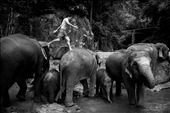 A mahout is jumping on back of elephants. After a hard working day for training, practicing, trekking… elephants always are relaxed by bathing on a river or a stream. : by binhdang, Views[521]