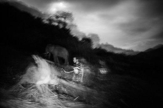 Elephants are giant guys and they must eat a lot of food per day so mahouts usually wake up in the midnight to take sugar-cane (kind of favourite food) for them.