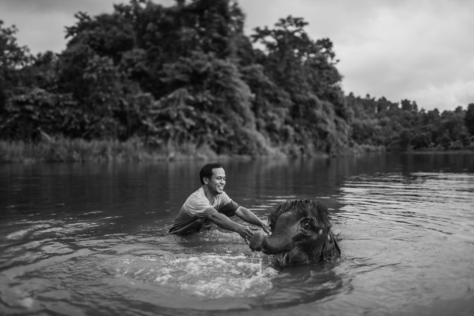 A mahout is taking care an elephant boy.  Usually, a elephant starts as a boy in the “family profession” when he is pasted a mahout in its early life. They remain bonded to each other throughout their lives.
