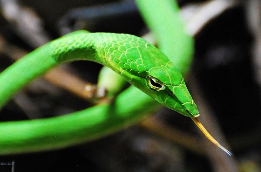 Ahaetulla sp.is vine snake that mimics vines and displays a vibrant green color.