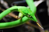 Ahaetulla sp.is vine snake that mimics vines and displays a vibrant green color.: by biodiversityexplorer, Views[1226]
