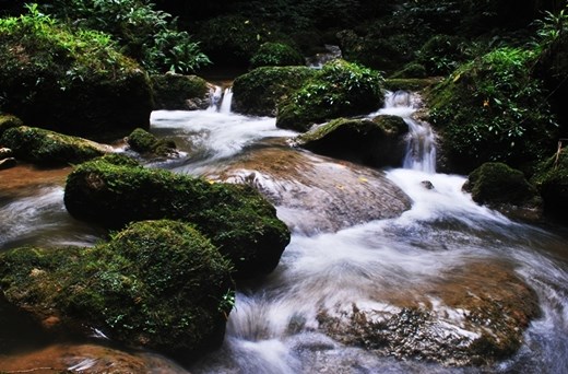 Buda river is one of the pristine rivers which hosts endemic damselfly species.