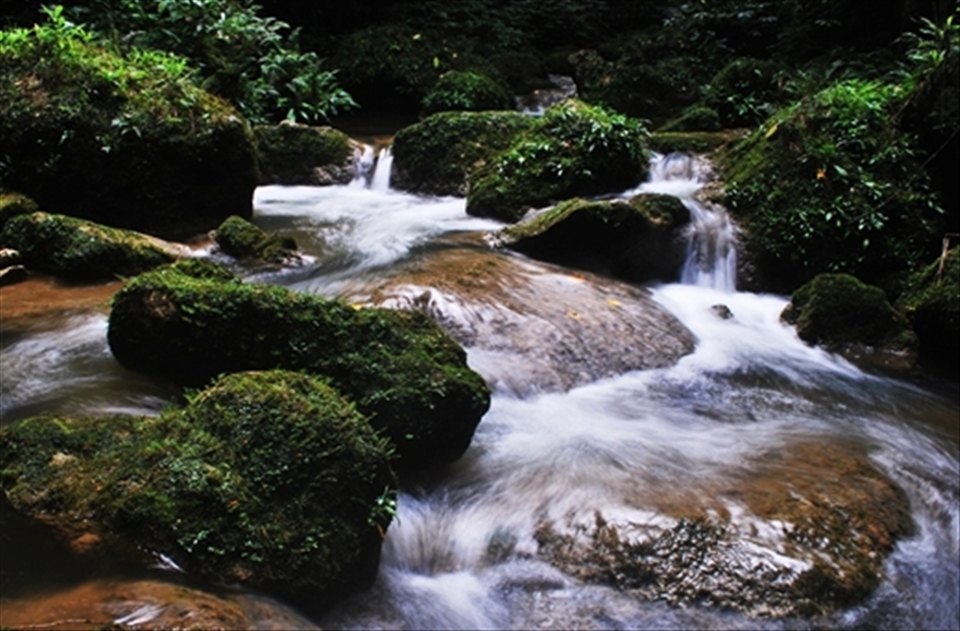 Buda river is one of the pristine rivers which hosts endemic damselfly species.