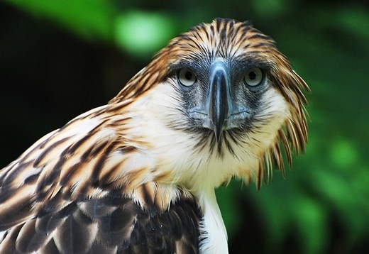 The Philippine eagle is the Philippine's national bird.