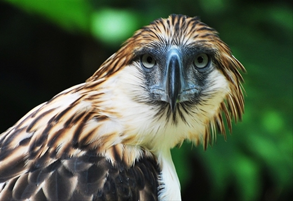 The Philippine eagle is the Philippine's national bird.