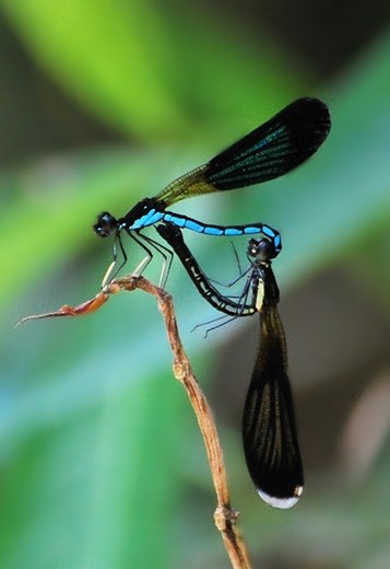 R. colorata is a species of damselfly. They form a heart shape when mating.