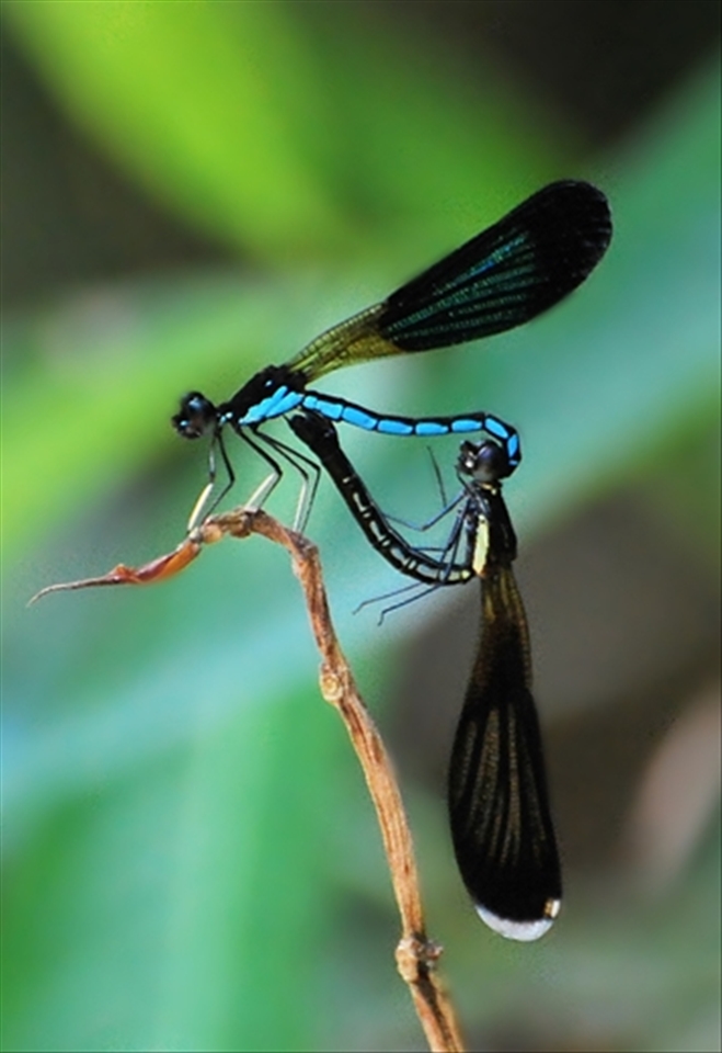 R. colorata is a species of damselfly. They form a heart shape when mating.