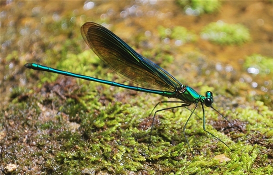 This species of damselfly can only be found in the deep forest of Mindanao.