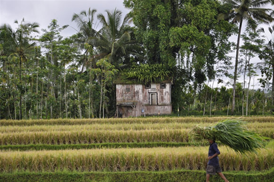 Overlord of the rice patties. 