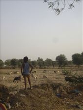 The Shepherd watches over his heard.: by bittenis, Views[356]