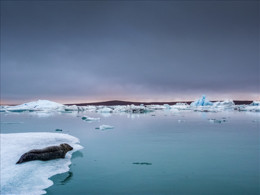 Some local wildlife at Jökulsárlón