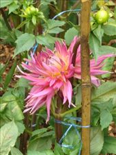 by blackntan210, Views[243]