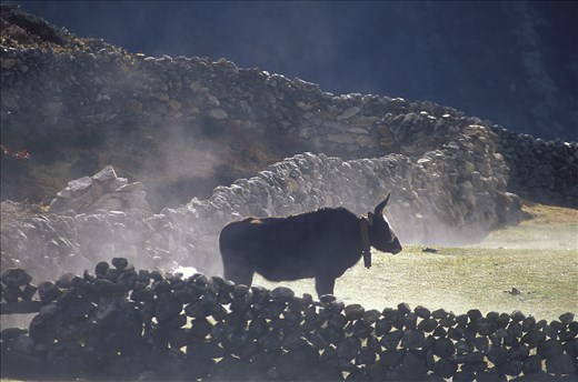 A yak stands his ground in morning light, Macherma