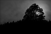 Moon Light Tree: by blowup, Views[353]
