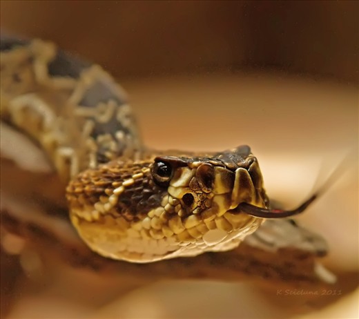 Beauty and the beast.  A Western Diamondback Rattlesnake with the Devil's tongue.