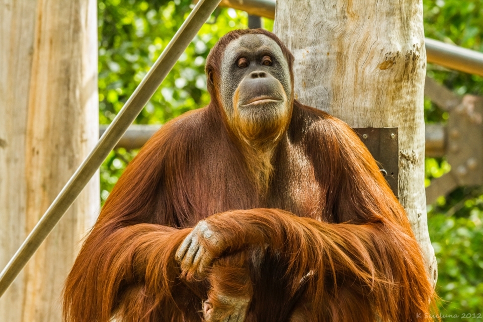 Buddha Orang-utan.  Showing the close resemblance of man and primate.