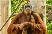 Buddha Orang-utan.  Showing the close resemblance of man and primate.: by bluetaipan, Views[704]
