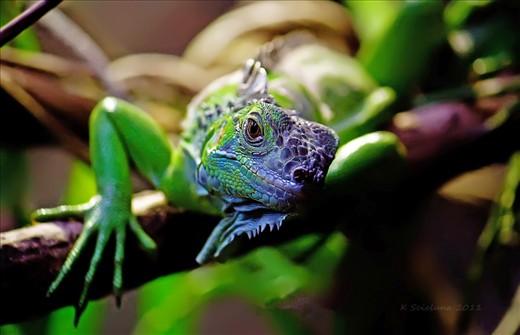 Colours artists wish they could create. A Fijian Crested Iguana with knowing eyes.