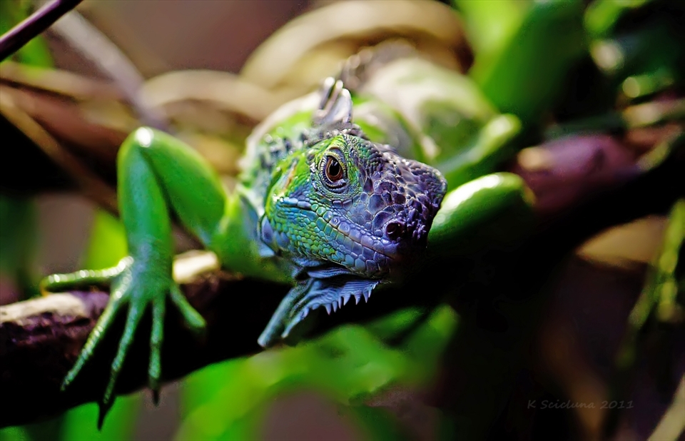 Colours artists wish they could create. A Fijian Crested Iguana with knowing eyes.