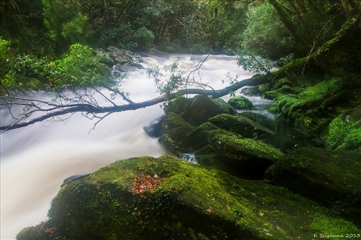When I first stumbled upon the Enchanted Rainforest, which is on the outskirts of Cradle Mountain National Park, I didn't think I'd ever be so captivated by one place!.  It is lush, and full of surprises!  The first time I saw this remarkable spot, I never thought that a short 20 minute walk around can still leave you breathless, and wanting more.  You also feel a sense of peace and serenity, and you walk through, or as you sit near the water, you feel the power of nature at its most raw beauty.