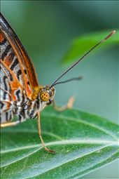 Butterflies are a wonderful thing, and the monarch butterfly is no exception. To see one wave at you makes the world a better place.: by bluetaipan, Views[437]