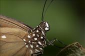Whilst perched on a leaf, another butterfly gives a stern look. The order lepidoptera has an estimated 174,250 species and looks like the most beautiful too. : by bluetaipan, Views[330]