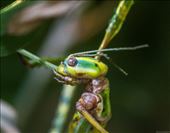 Om nom nom, as the stick insect eats a delicious meal of leafy greens. The natural light shows more of its lovely green beauty as it was captured.  : by bluetaipan, Views[340]
