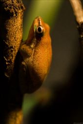 The dainty tree frog, Measuring 40mm, this small hylid (Victoria's smallest) is a rare beauty. The light from the enclosure highlighted just how pretty they can be. : by bluetaipan, Views[291]