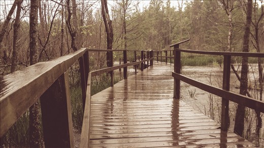 A boardwalk winds through the ten-acre beaver generated wetlands area to provide a pathway through an otherwise inaccessible  part of the preserve.  The wetlands are ecologically important to the Spartanburg watershed, naturally filtering street and parking lot runoff for a large area of the city.