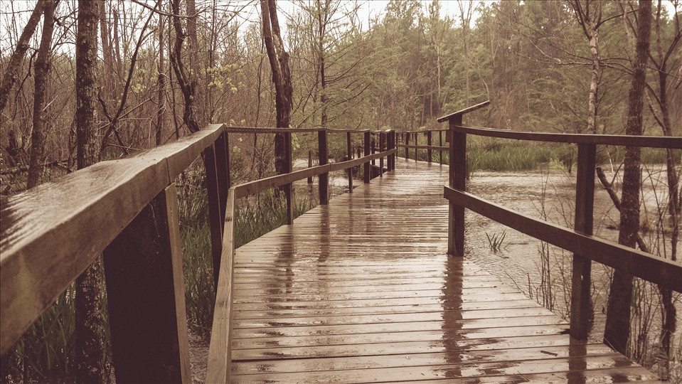 A boardwalk winds through the ten-acre beaver generated wetlands area to provide a pathway through an otherwise inaccessible  part of the preserve.  The wetlands are ecologically important to the Spartanburg watershed, naturally filtering street and parking lot runoff for a large area of the city.