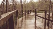 A boardwalk winds through the ten-acre beaver generated wetlands area to provide a pathway through an otherwise inaccessible  part of the preserve.  The wetlands are ecologically important to the Spartanburg watershed, naturally filtering street and parking lot runoff for a large area of the city.: by bmckamey, Views[908]