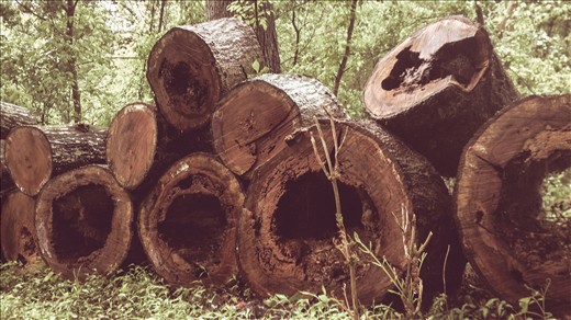 The preserve does require ongoing maintenance to remain accessible.  Strong storms downed several in late 2012, requiring dozens of man hours to clear the trails.  Erosion and invasive species like Kudzu also threaten the preserve and have to be constantly monitored.  