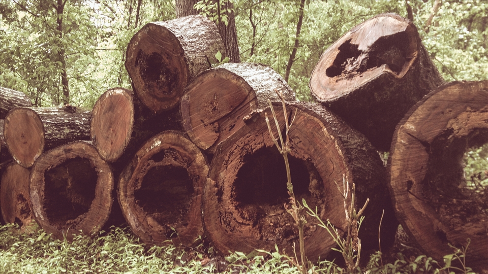 The preserve does require ongoing maintenance to remain accessible.  Strong storms downed several in late 2012, requiring dozens of man hours to clear the trails.  Erosion and invasive species like Kudzu also threaten the preserve and have to be constantly monitored.  