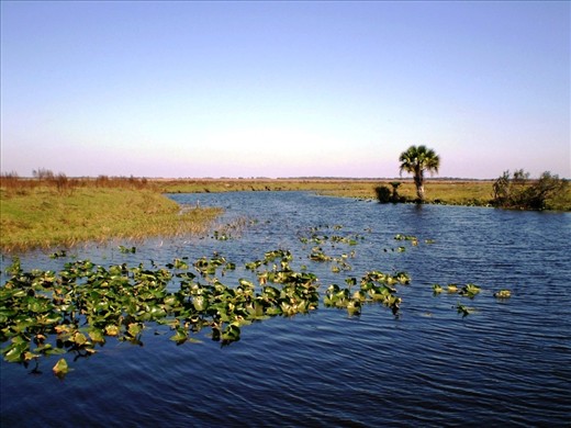 Everglades - Florida
