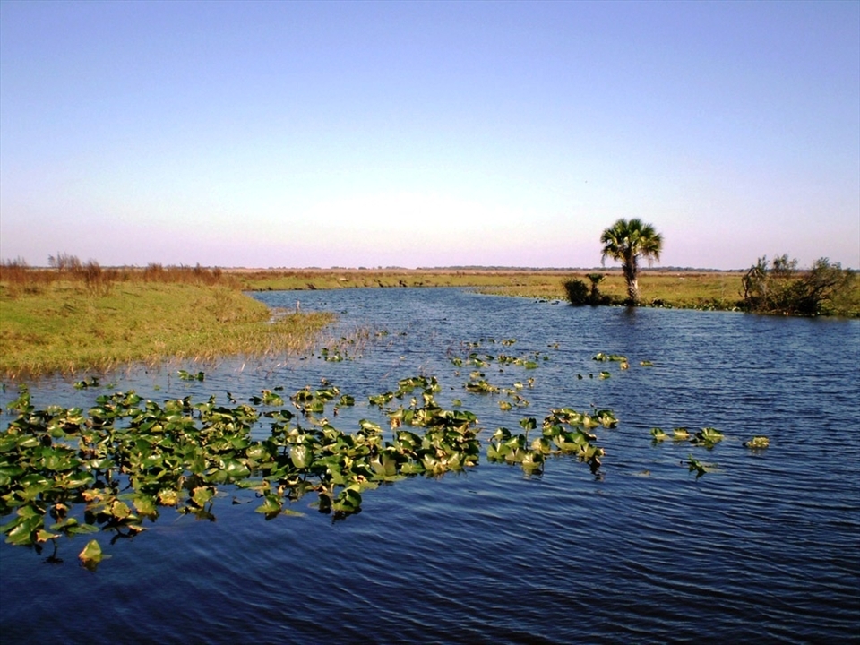Everglades - Florida