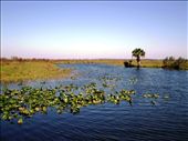 Everglades - Florida: by boat_trip, Views[226]