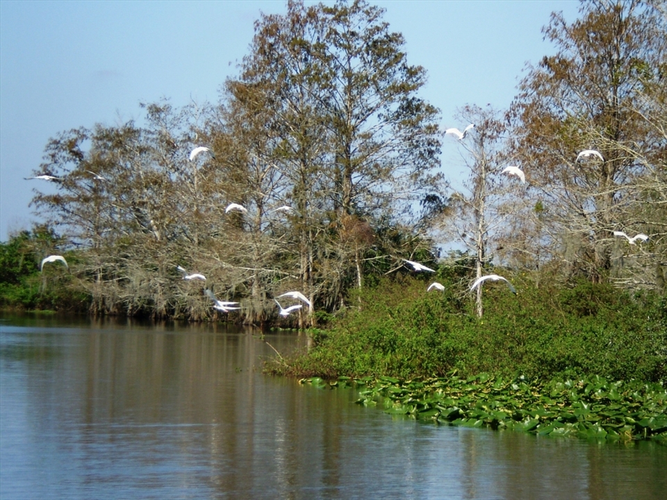 Everglades - Florida