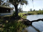 Everglades - Florida: by boat_trip, Views[287]