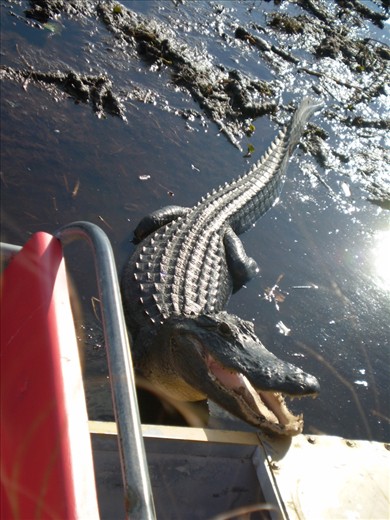 Everglades - Florida