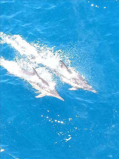 these are common dolphins they often come and play in the waves beside the boat.