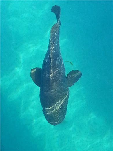 this is a grouper, things at reef all are super sized this one is no exception 