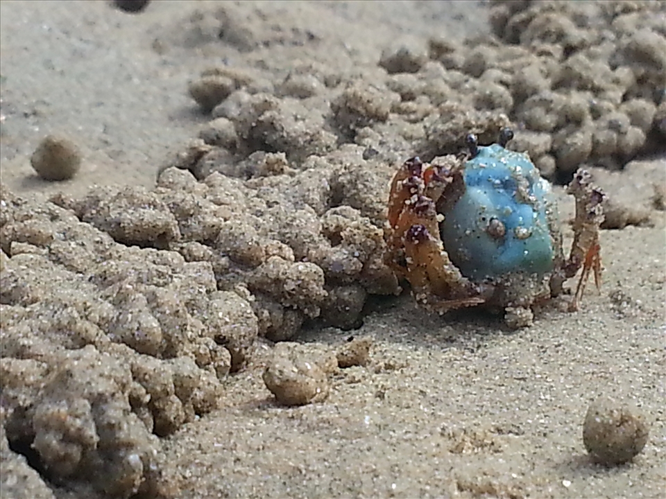 This is a Solder Crab I saw on a deserted beach while having  a wonder round the island. 