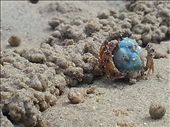 This is a Solder Crab I saw on a deserted beach while having  a wonder round the island. : by boatlife, Views[733]