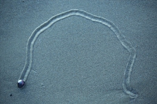 The Turban Snail is a microcosm of nature’s unpredictability: we can observe what has happened, but the future is impossible to predict. One can imagine the paths forged through the sand over the lifespan of these creatures, only to be washed away by the never-ending cycle of the tides. 