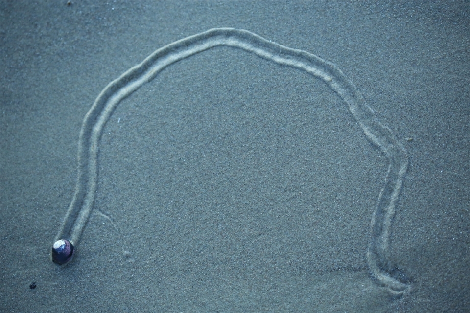 The Turban Snail is a microcosm of nature’s unpredictability: we can observe what has happened, but the future is impossible to predict. One can imagine the paths forged through the sand over the lifespan of these creatures, only to be washed away by the never-ending cycle of the tides. 